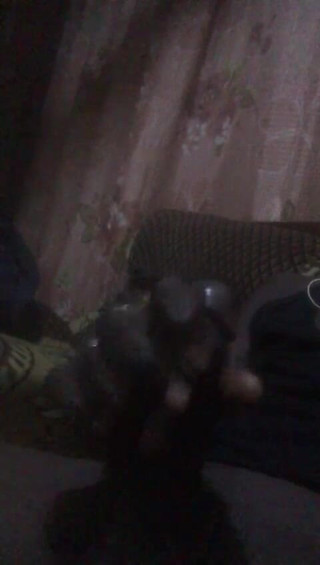 yobo1nene: Amadu