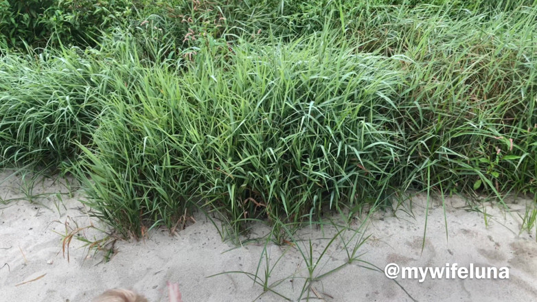 My Wife Luna: Corrida na natureza