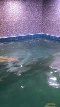 Teenager-twinks Matty und Aiden blowjob im schwimmbad