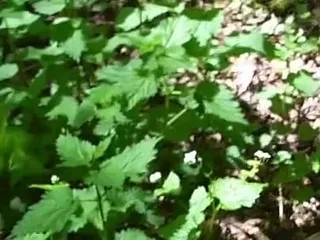 Training Zero: Stinging Nettles & Pissing in Public Femdom Slave Humiliation