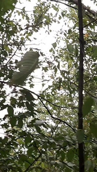 Riskabelt lesbisk onani i skogen