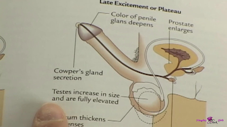 Naughty Black Girls: Studious Adicktion se pregătește pentru testul ei de anatomie umană...