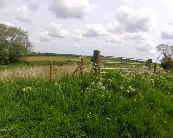 Andy: Nettle