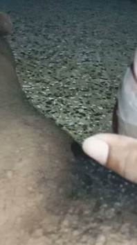 Desi hindská manželka lízání kundičky s líbáním rtů