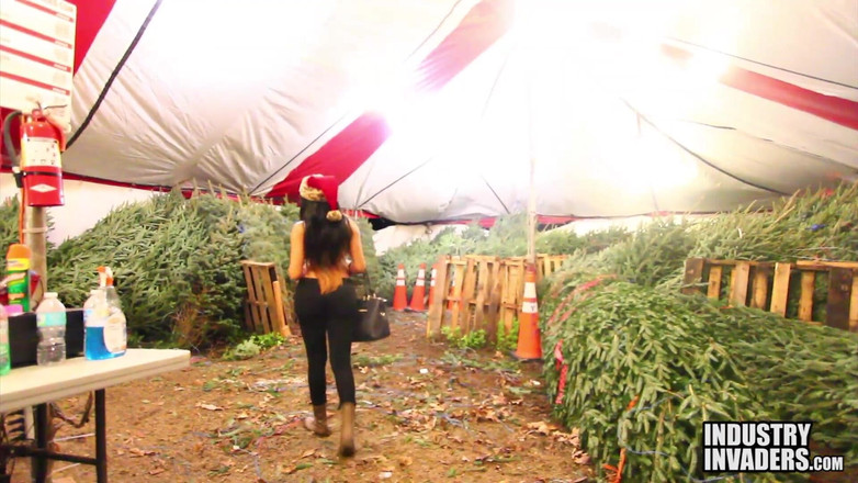 Naked Hustlers: Oh Christmas Tree