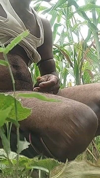 Gros faucon noirs dans le champ de maïs