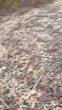 Pee Sexy on the Forest so Cool