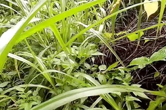 L'uomo maschera canadese è andato nella foresta denso e ha fatto un tributo di pisci e massaggiato nipalle
