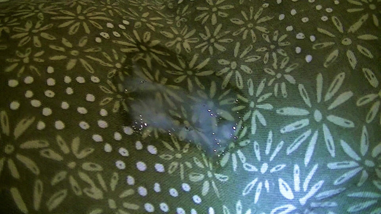 Mark Hannes: 베개 혹 자위