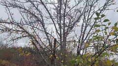 sweethanajapanese: 冷たい空気の中でセクシーな花のおしっこ、ビデオ、消防タンクに小便をする