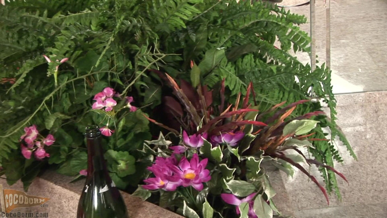 CocoDorm: Elmo Jackson