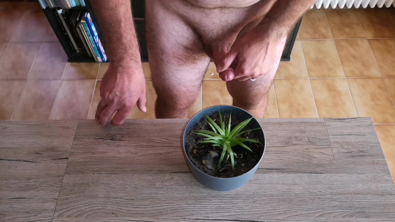 Cicci77: Cicci77 alimenta suas plantas com xixi e esperma para torná-las...