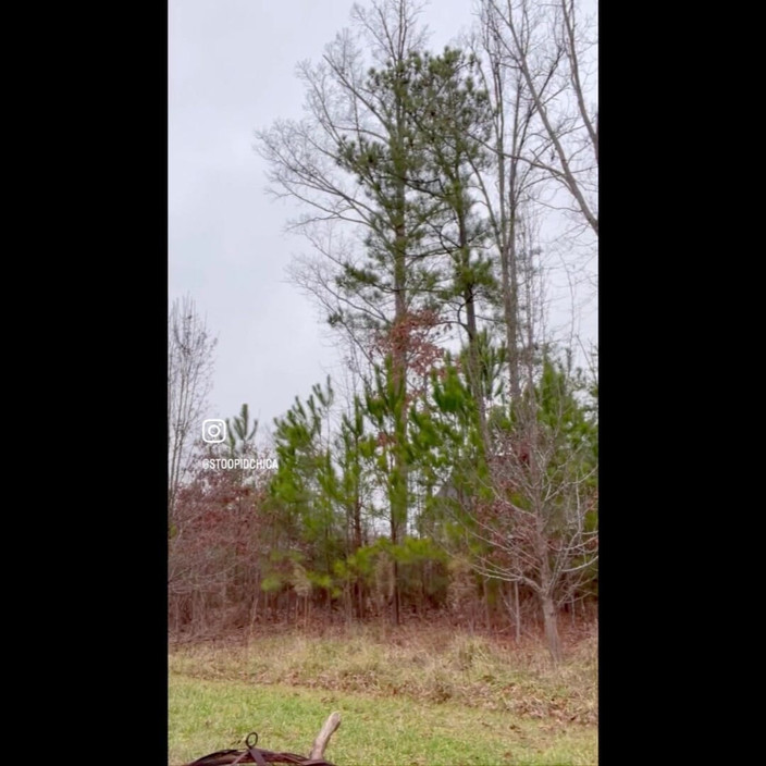 Suzy Wylde: Suzy Wylde es artista