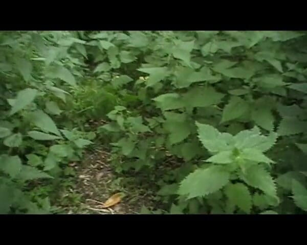 Andy: Старе відео в лісі