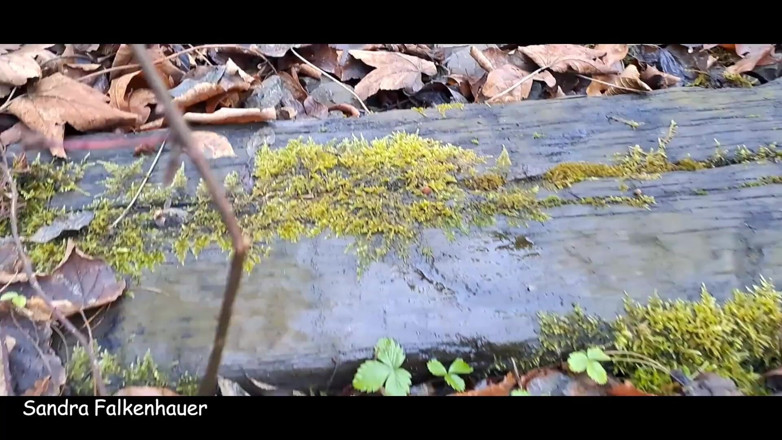 Sandra Falkenhauer: Pee Compilation 2024