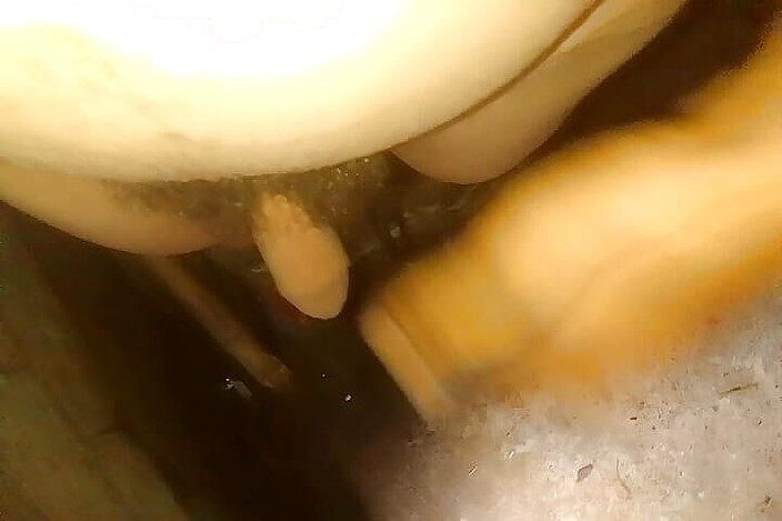 Gangbang straight: Permainan puting yang Sangat Halus