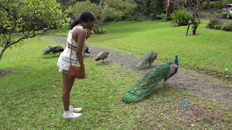 ATK Fans (Girlfriends): Virtual vacation in Hawaii with Yara Skye 7/11