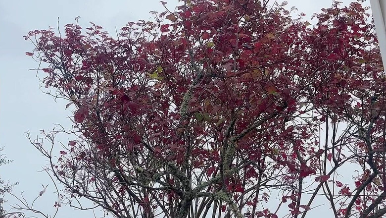 sweethanajapanese: 彼女の小便はなんて素晴らしいのでしょう