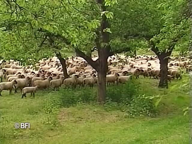 Dutch Desire Nights: DVD Dietro le mura dell'abbazia, parte 3