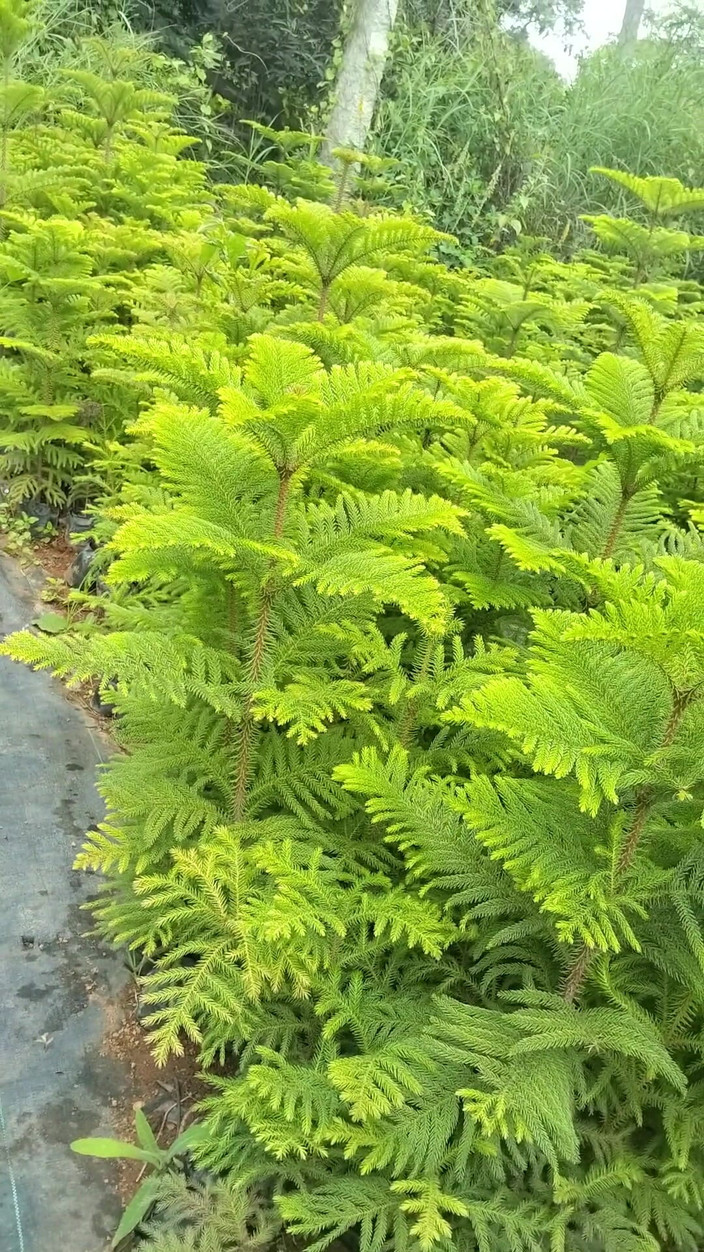 Mg3947731: 夫と妻のフルデシセクシー動画