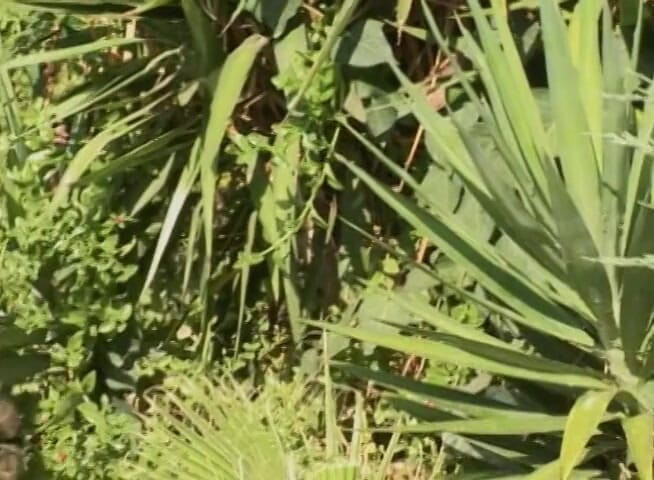 Big Cock X: Une grosse bite fait plaisir à une black dans des filets...