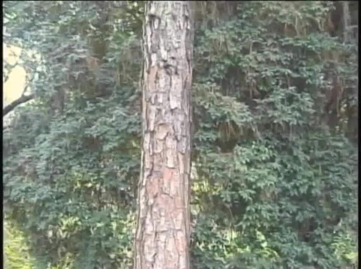 Shemale videos: Rubia travesti follada por latino twink en bosque