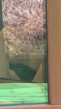 Ich spähe meine sexy nachbarin am fenster
