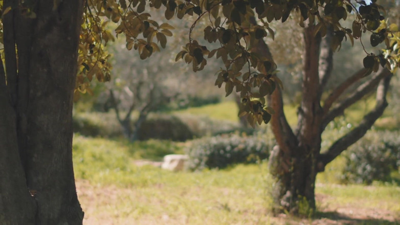 Plenna Filmes: Demande en mariage