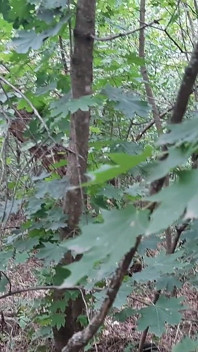 Arriscada masturbação lésbica na floresta