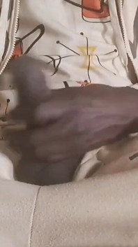 A Big and Powerful Natural Black Cock