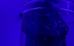 Litebare11: Sesja pompowania