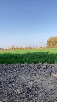 No151 Przejdź się z lewatywą shirataki
