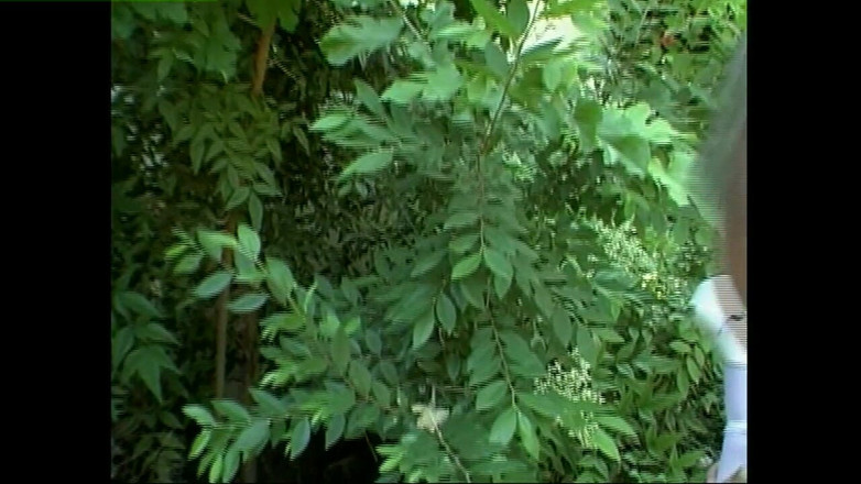 Heatwave Porn: Melken sie einenThon, teil 5