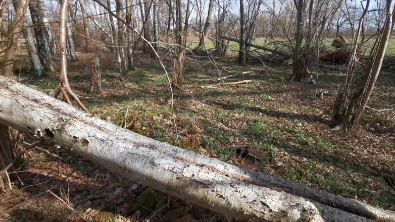 Bouncy Tits Action: Pălmuire de țâțe în pădure