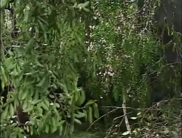 XTime Vod: Huge cock sucking dildo penetrated in the mystic forest     ( Full...