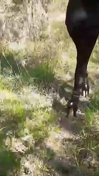 Talons hauts et marche dans les bois