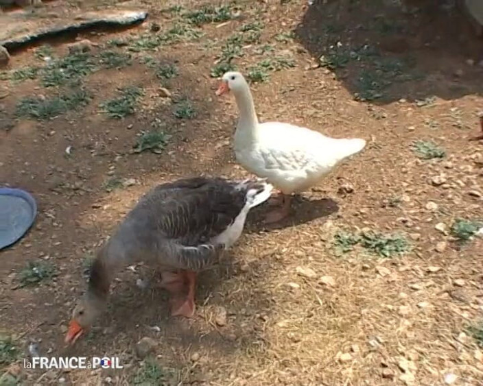 French Wives Offered: To Spend Time in the Country, There's Nothing Better Than...