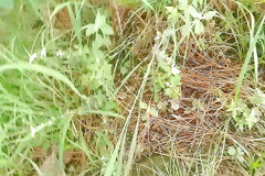 Gangbang straight: Mani kencing oleh pelari di hutan