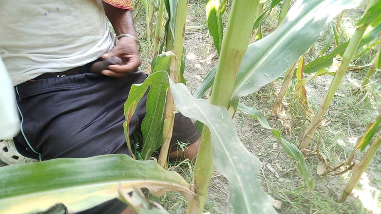 DesiDarkArt: Il ragazzo del villaggio è andato a Cornfield e lo ha...