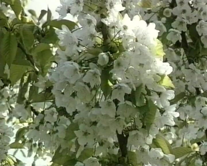 90s Vintage Taboo: Cewek nakal ini dientot kontol dalam banget #2