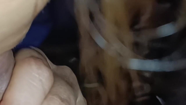 Mohini Lucknow Desi girl: 德里女大学生的最佳德西口交