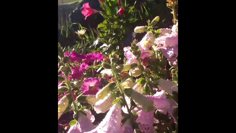 PornoJuice: Awek Bunga Zaman Moden Dibimbing Kayla Kandy