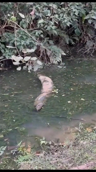 I Took My Friend Boyceta to the Middle of the Woods We Got Naked