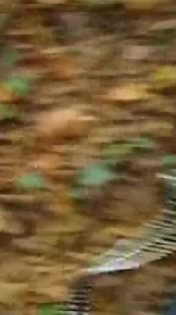 Big Tits in the Woods