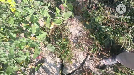 Savita5343: India del pueblo follada en el campo de mostaza al...