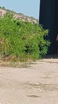 Köle Tih Köprünün Altında Onu Kedi Ve Göğüsler Gösteriyor
