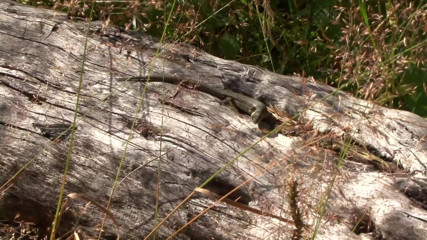 Adult Deluxe: Tanned girlfriend fucked in nature