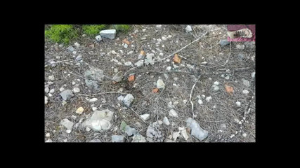 Casal Gresopio Female: おしっこ2