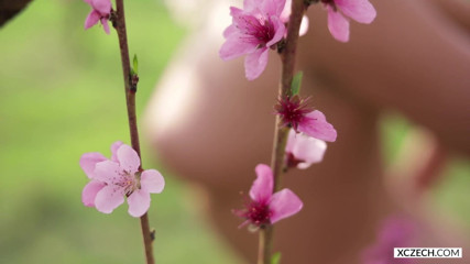 XCZECH: Sharon Cherry - cereja florescendo - Premium
