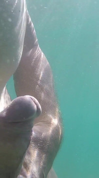 Masturbatie in de zee